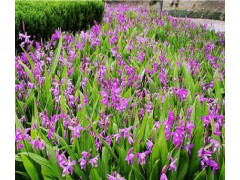云南保山白芨#供應大量紫花三叉大白芨圖1