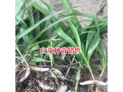 云南曲靖白芨種植咨詢_圖1