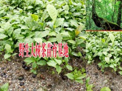 2018大樹茶茶苗批發(fā)價格-專業(yè)種植茶苗圖2