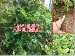 2018大樹茶茶苗批發(fā)價格-專業(yè)種植茶苗圖3