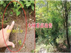 大樹茶葉樹苗多少錢一棵?圖2