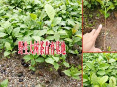 大樹茶葉樹苗多少錢一棵?圖3