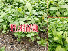 大樹茶苗種植技術(shù)方法圖1