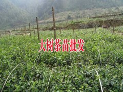 云南較好的茶苗_云南永德大樹茶葉苗育苗生產(chǎn)廠家圖1