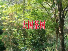 大樹茶茶苗客服是多少圖2