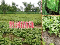 大樹茶茶苗客服是多少圖3