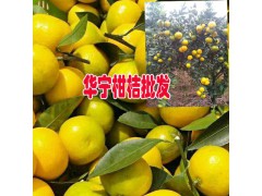 全國哪里的柑桔上市時間早?圖1