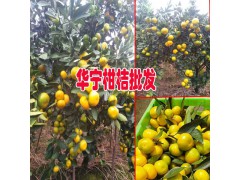 全國哪里的柑桔上市時間早?圖2