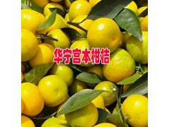 全國哪里的柑桔上市時間早?圖3