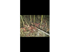 陽春砂仁種子，砂仁種子，新品種陽春砂仁種子，砂仁苗，砂仁圖2