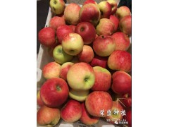 安岳縣哪里有昭通蘋果|昭通果業(yè)基地|13887043679圖1