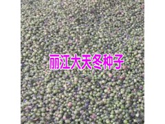 云南天門冬小苗圖片_麗江天冬苗價格是多少?圖2