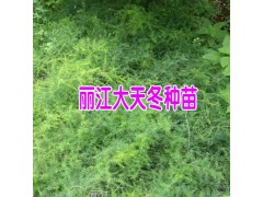 云南天門冬小苗圖片_麗江天冬苗價格是多少?圖2