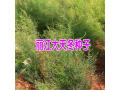 天冬苗哪里的好_天冬幼苗價格_大天冬苗價格圖1