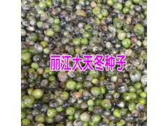 天冬苗哪里的好_天冬幼苗價格_大天冬苗價格圖2