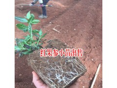 紅果參能當水果吃嗎?_紅果參種植技術圖1