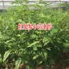 1株蜘蛛樹(shù)能結(jié)多少果實(shí)?-2至3斤左右