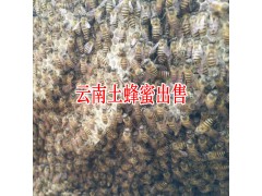 云南土蜂蜜特點(diǎn)_云南土蜂蜜保山有銷(xiāo)售圖3