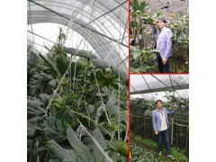 重樓種子如何進行點播-滇重樓種苗出售客服圖2