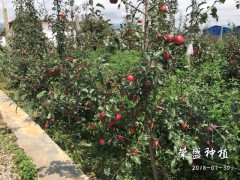 青島市哪里有昭通蘋果|昭通果業(yè)基地|13887043679圖1