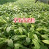 移栽草果苗時注意的事項?_尋生態(tài)草果種植合作