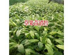 草果的產(chǎn)地種植條件圖1