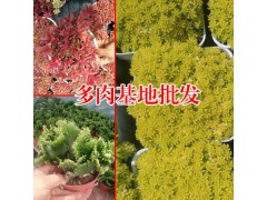 虹之玉多肉植物_多肉植物網(wǎng)站-18788196071圖1
