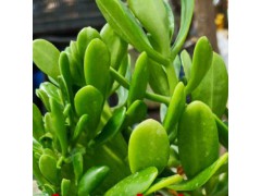 昆明多肉植物批發(fā)市場在哪里?_昆明多肉植物批發(fā)市場圖2