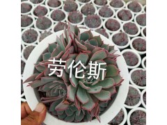 昆明多肉植物批發(fā)市場在哪里?_昆明多肉植物批發(fā)市場圖3