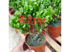 昆明多肉植物批發(fā)地_昆明多肉植物批發(fā)市場圖1