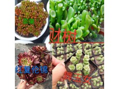 昆明花卉批發(fā)市場(chǎng)多肉-2018多肉市場(chǎng)的變化圖2
