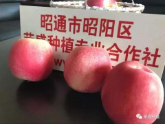 石家莊市哪里有昭通蘋果|昭通果業(yè)基地|13887043679圖1
