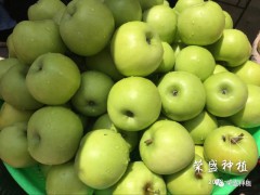 ?？谑心睦镉姓淹ㄌO果|昭通果業(yè)基地|13887043679圖3