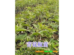 昭通青花椒供應-彝良青花椒銷售/青花椒基地直銷圖1