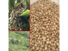 紅殼砂_陽(yáng)春砂_砂仁有哪些種類?圖1