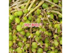 綠殼砂成什么樣子?_云南綠殼砂種植合作社圖1