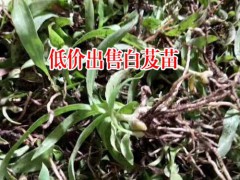 江西上饒市20~30cm白芨種苗多少錢?圖1