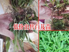 陜西商洛市10~20cm三叉白芨種苗多少錢?圖1