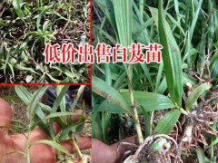 云南紅河州瀘西縣白芨種苗多少錢?圖1