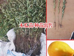 河南駐馬店木瓜樹(shù)苗多少錢一棵?圖1