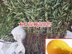 廣西玉林市容縣木瓜樹(shù)苗多少錢(qián)一棵?圖3