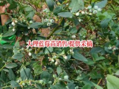 云南藍(lán)莓種植株行距多少?圖1
