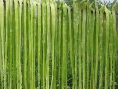如何挑選貢菜?_買貢菜種子包回收圖1