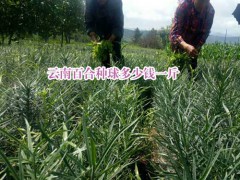 云南百合種植_云南百合圖片圖1
