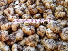 云南大理,楚雄,宣威食用百合特點(diǎn)_云南百合花種植基地圖1