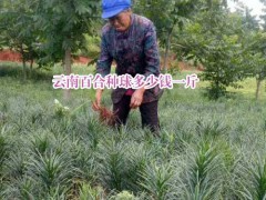 云南大理,楚雄,宣威食用百合特點(diǎn)_云南百合花種植基地圖2