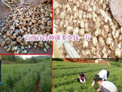 云南大理,楚雄,宣威食用百合特點(diǎn)_云南百合花種植基地圖3