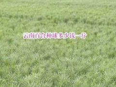 云南百合種球_云南宣威市百合種植專業(yè)合作社圖1