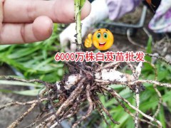 云南大理20-30cm三叉白芨多少錢(qián)?圖1