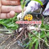 云南大理20-30cm三叉白芨多少錢?
